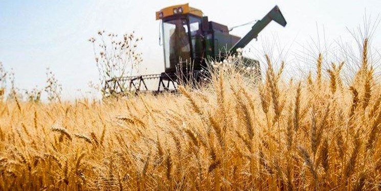 تلاش دولت برای حمایت از کشاورزان؛ مطالبات گندمکاران خوزستان به صورت کامل پرداخت شد