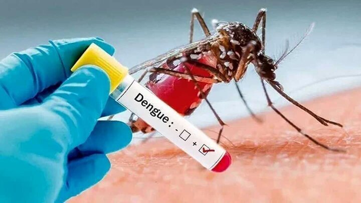 شیوع بیماری تب دنگی در جهان/ آمار ابتلا به تب دنگی در کشور/ بیشترین انتقال محلی در این نقاط شیوع بیماری تب دنگی در جهان/ آمار ابتلا به تب دنگی در کشور/ بیشترین انتقال محلی در این نقاط